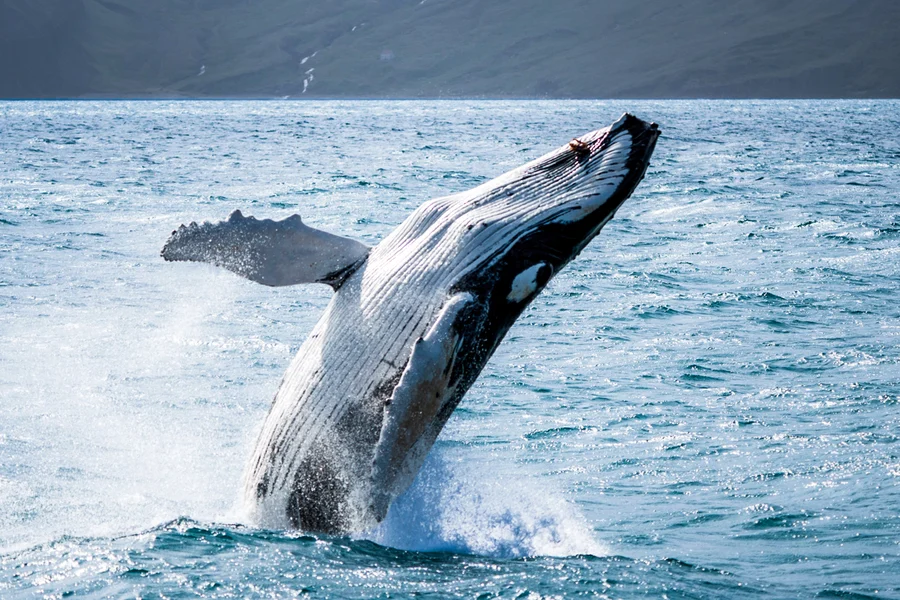 Husavik: Small-Family Run, Locally Owned, Sustainable Whale Watching, Reykjavik