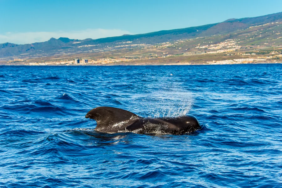 Costa Adeje: Whale & Dolphin Watching Cruise , Tenerife