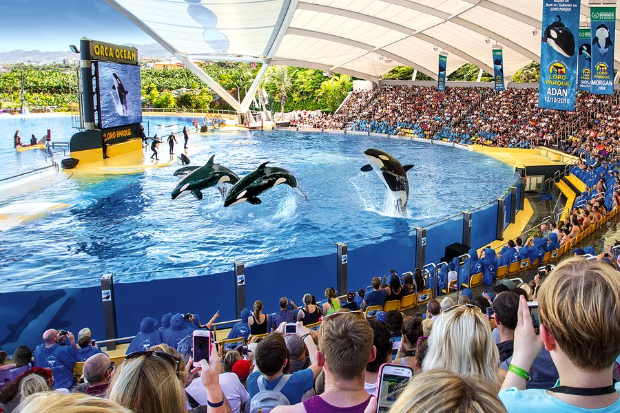 Loro Parque Entry Tickets, Tenerife