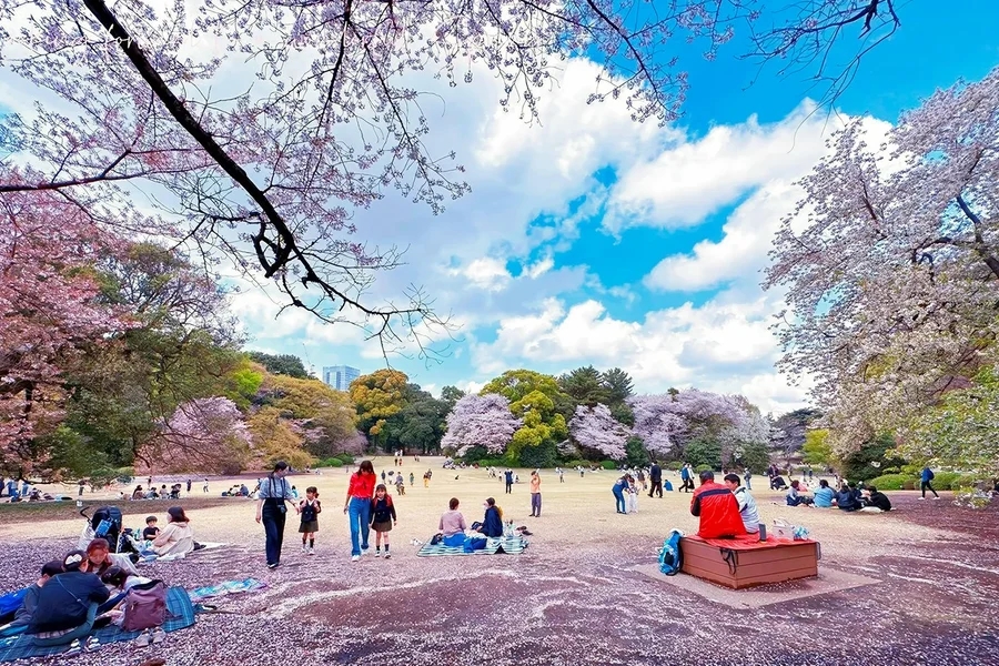 Tokyo Cherry Blossom Day Tour: Shinjuku Gyoen, Chidorigafuchi, Ueno, Sumida, and Meguro River, Tokyo