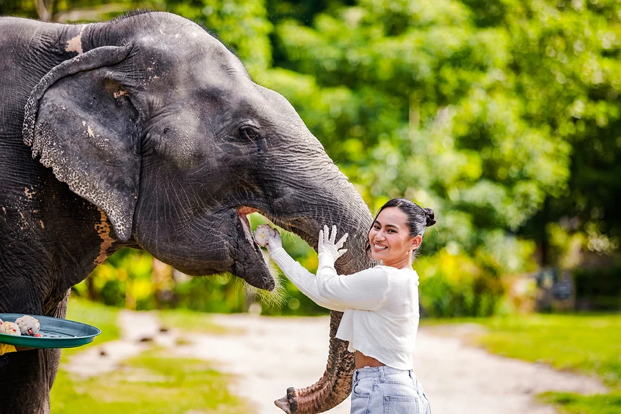 Bukit Elephant Park: Observe and Feed Guided Tour with Optional Transfers, Phuket