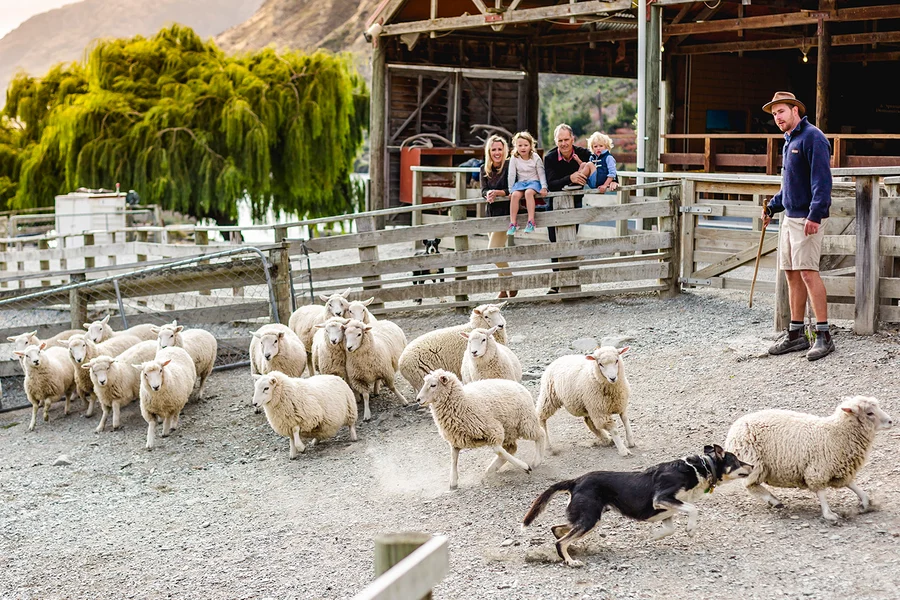 From Queenstown: TSS Earnslaw/Spirit of Queenstown with Walter Peak Farm Tour, Queenstown