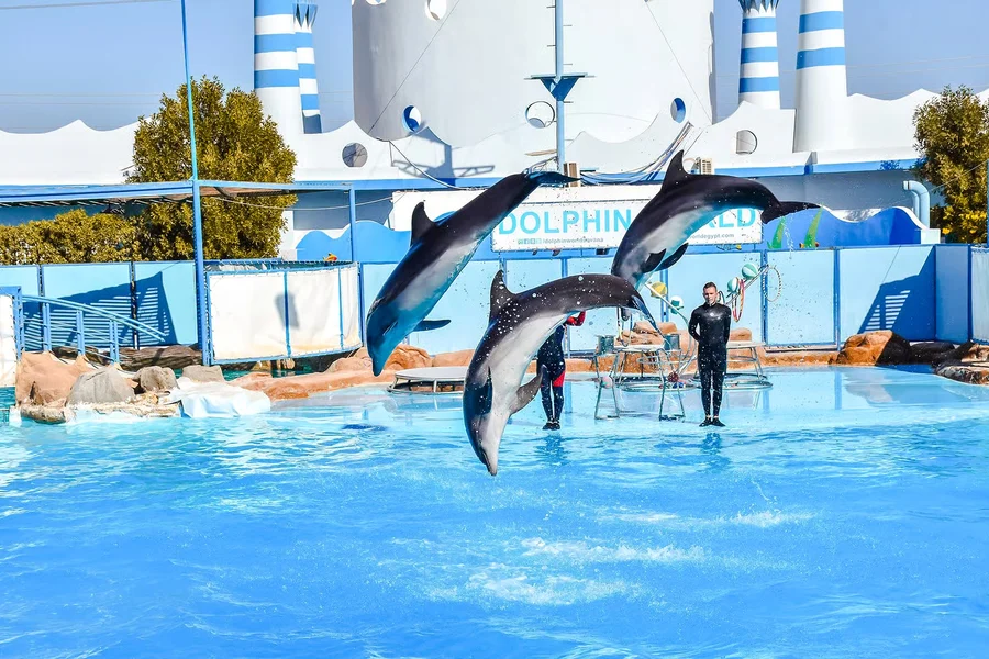 Hurghada Dolphin World Show with Walruses Tickets & Transfers , Hurghada