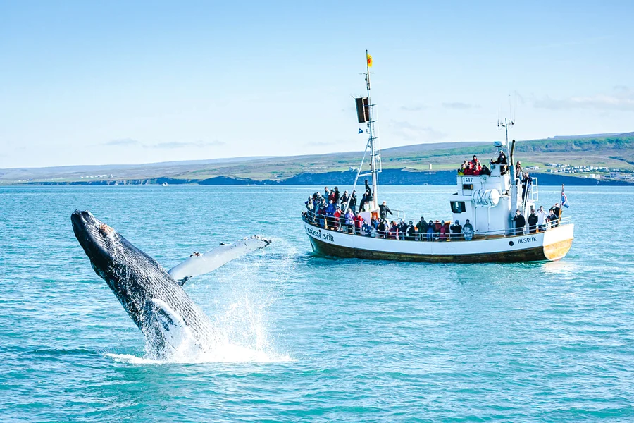 Husavik: Whale Watching and Puffin Boat Tour, Reykjavik