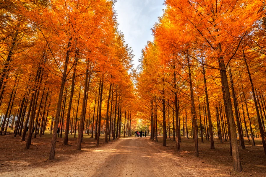 Nami Island Nature Exploration Day Tour with Garden of Morning Calm , Seoul