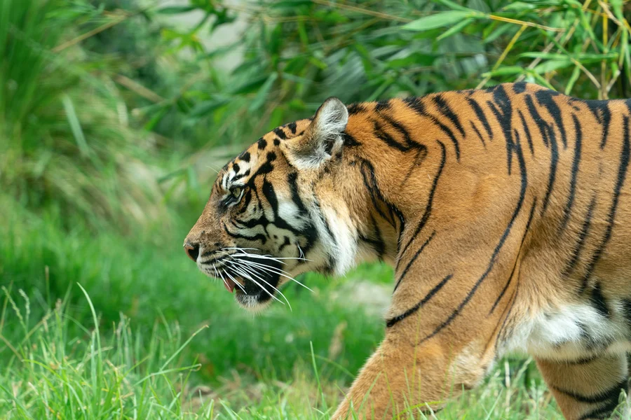 塔龍加動物園門票連回程渡輪, Sydney