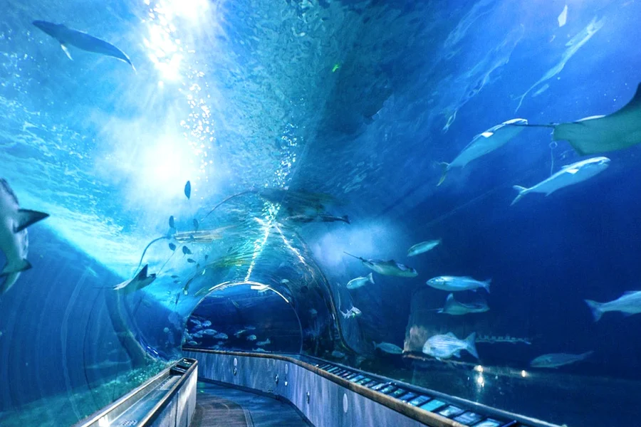 Aquarium of the Bay Tickets, San Francisco