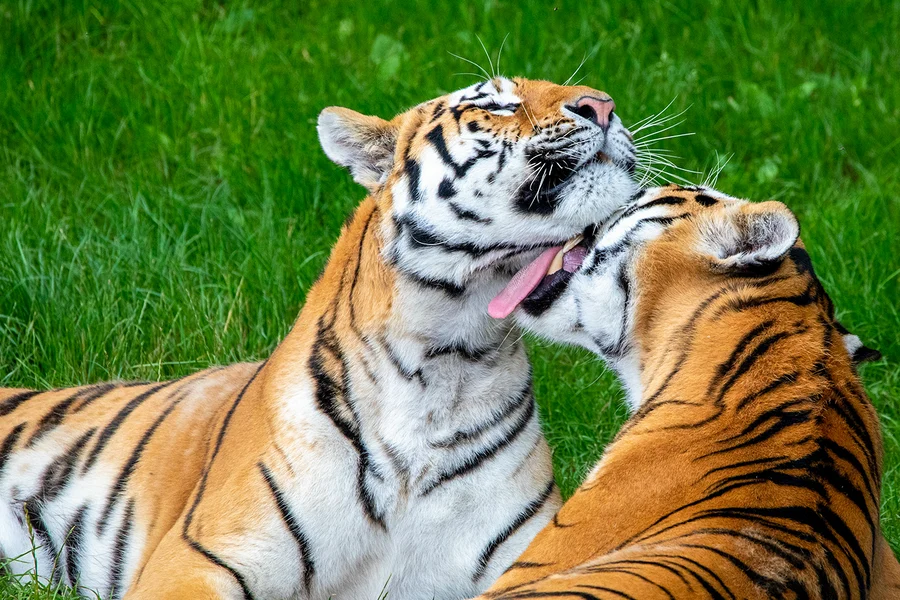 Whipsnade Zoo Entrance Tickets, at Whipsnade Zoo, London