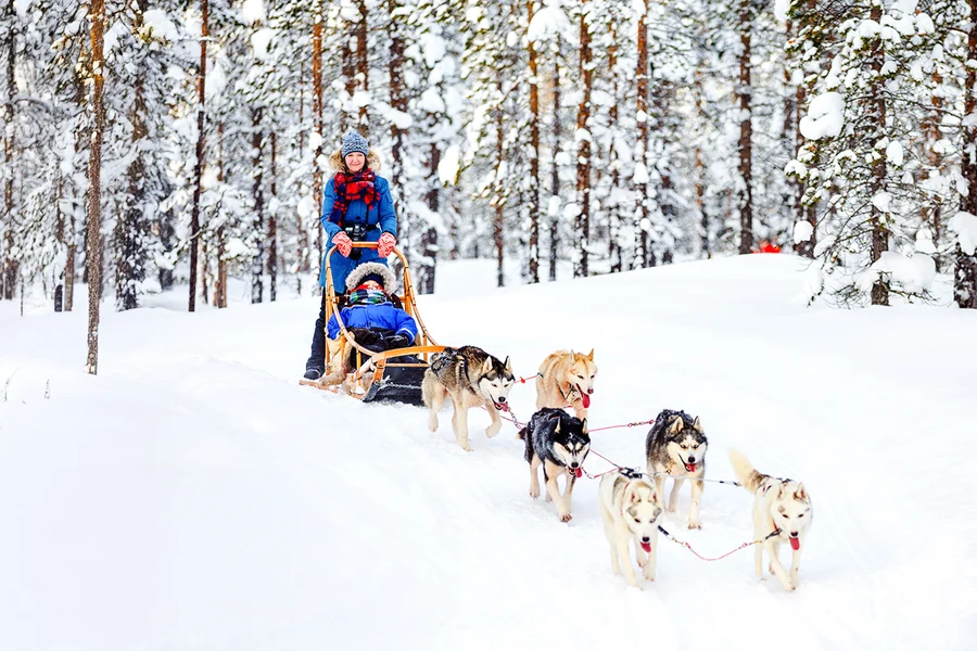 From Rovaniemi: Husky Sledding Experience, Rovaniemi