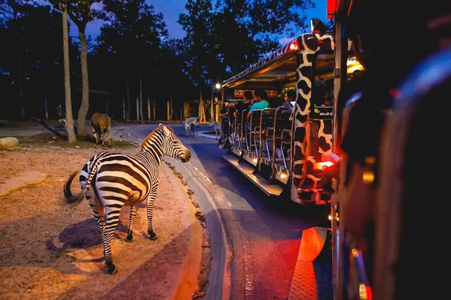 Chiang Mai Night Safari Tickets: Non Thai Residents, Chiang Mai