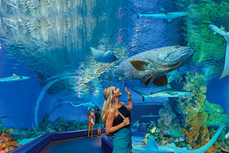 Cairns Aquarium Tickets, Cairns
