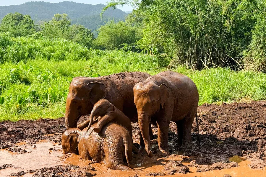 Chiang Mai: Pon Elephant Sanctuary Doi Inthanon National Park Full-Day Guided Tour, Chiang Mai