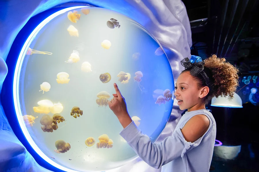 SEA LIFE London Aquarium: Deluxe Package, at SEA LIFE London Aquarium, London