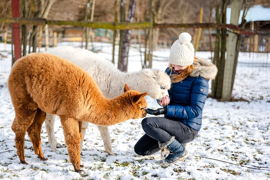 Rovaniemi: Santa's Reindeer & Husky Safari + Aurora BBQ, Rovaniemi