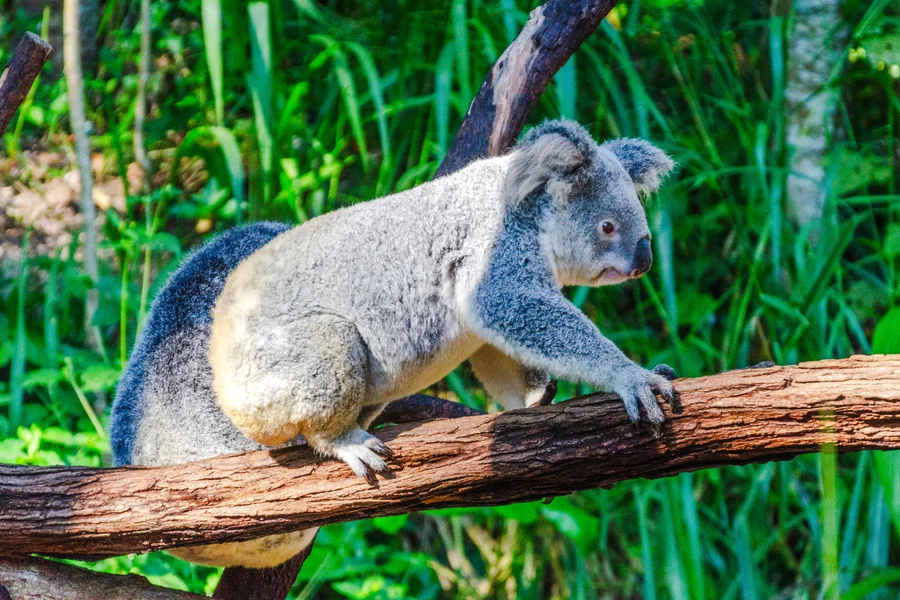 Kuranda Koala Gardens Ticket, Cairns