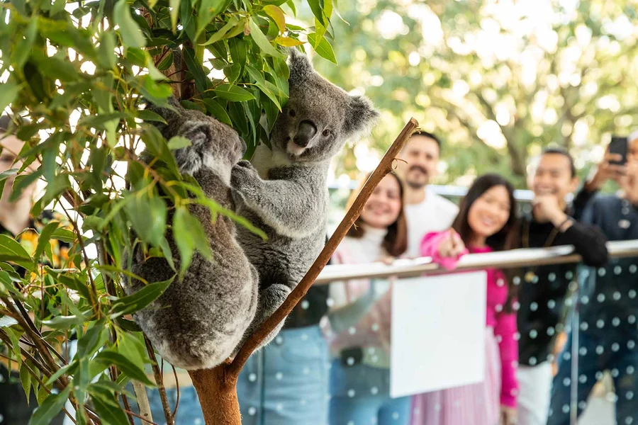 與樹熊共進早餐的票於悉尼野生動物園, Sydney