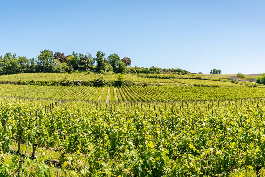 From Bordeaux: Saint-Émilion Full-Day Guided Tour with Lunch, Bordeaux