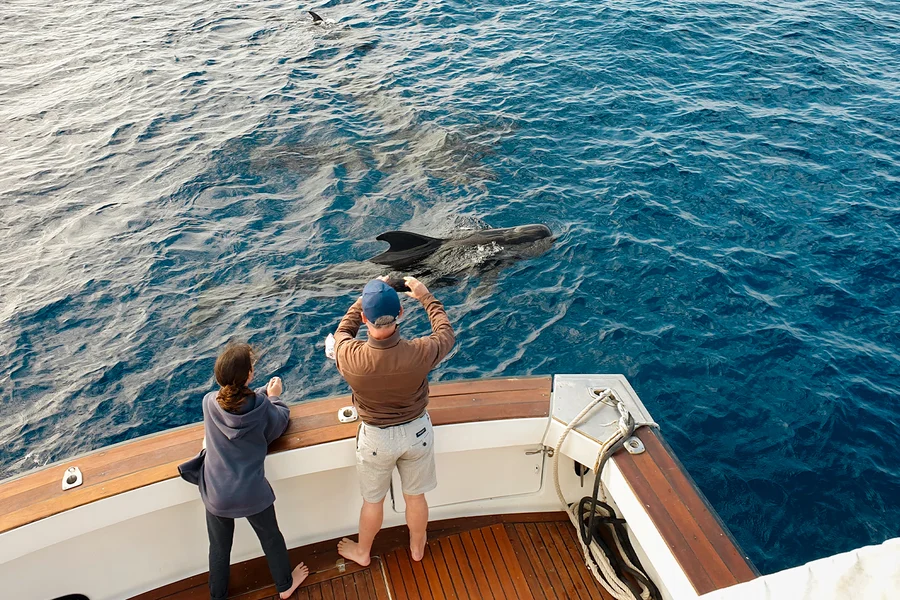 Las Galletas: Small Group Whale & Dolphin Watching Cruise , Tenerife