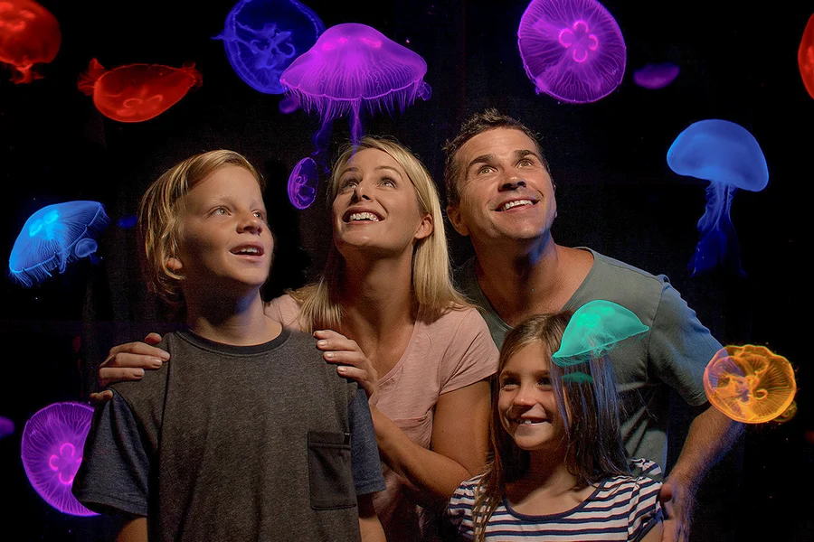 SEA LIFE Sunshine Coast Aquarium Tickets, Sunshine Coast