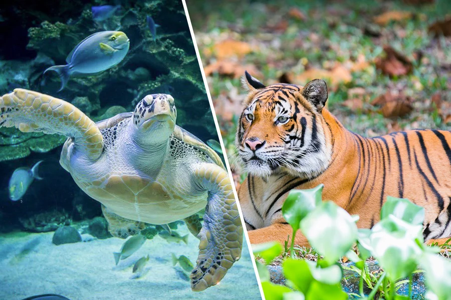 Combo (Save 9%): Aquaria KLCC + Zoo Negara & Panda Conservation Centre Tickets, Kuala Lumpur