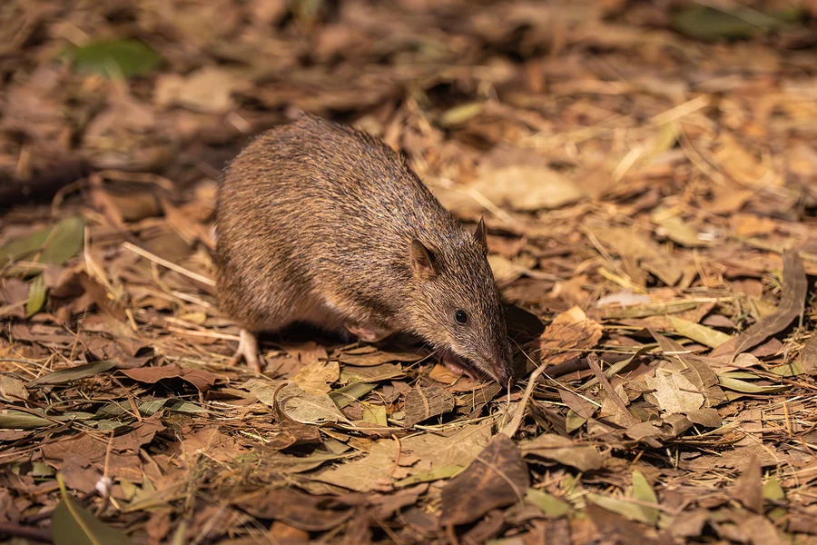 悉尼野生動物園門票, Sydney