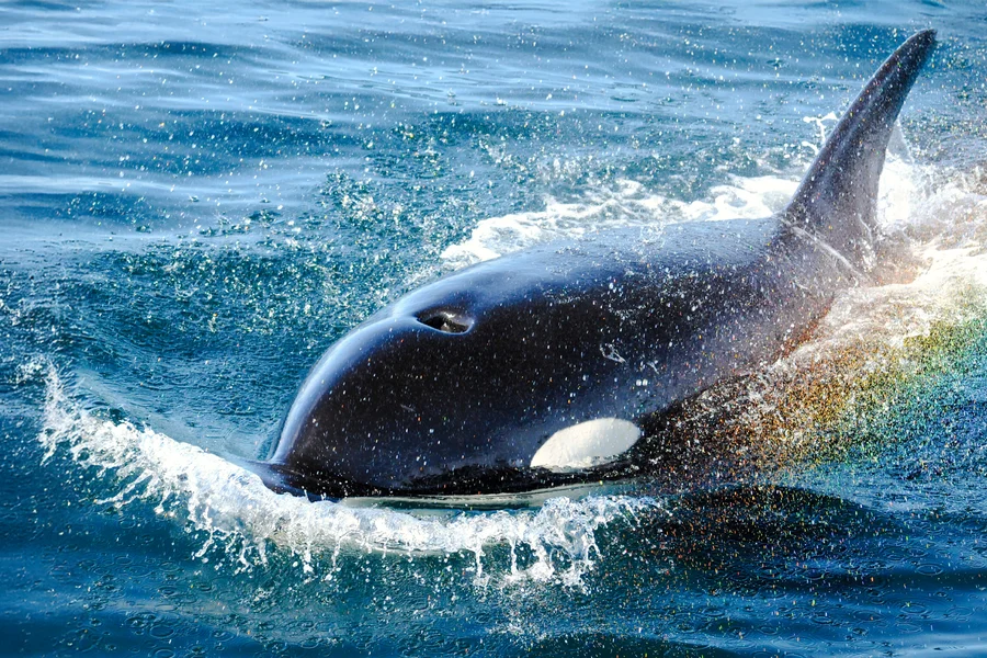 Victoria Whale Watching Tour by Zodiac (Open-Air Boat), Vancouver