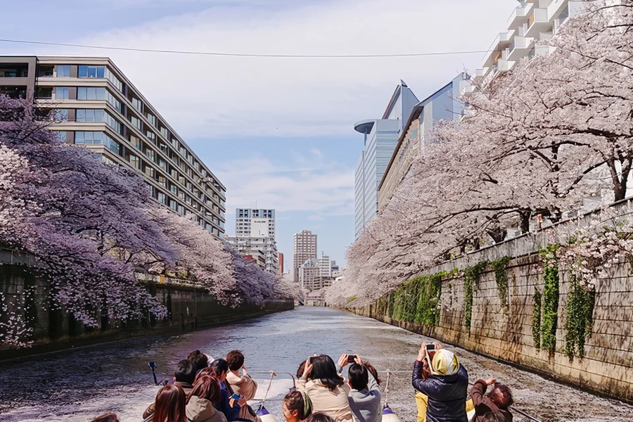 Tokyo Cherry Blossom River Cruise: Meguro River with Onboard Commentary, Tokyo