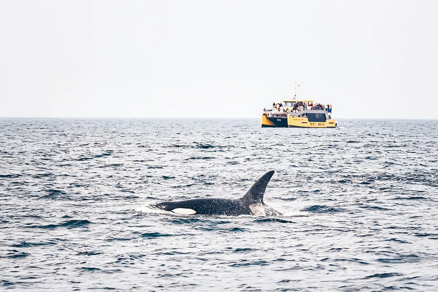 Victoria Whale Watching Tours by Covered Boat, Vancouver