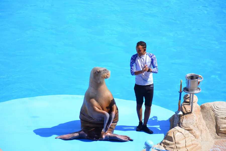 Hurghada Dolphin World Show with Dolphin Swim Session & Transfers, Hurghada