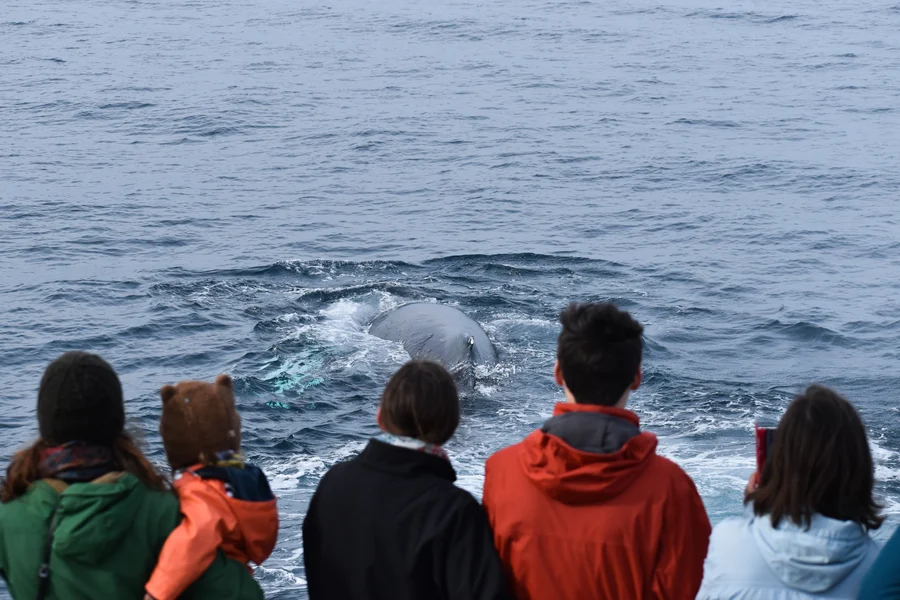 Phillip Island Dolphin & Whale Cruise, Melbourne
