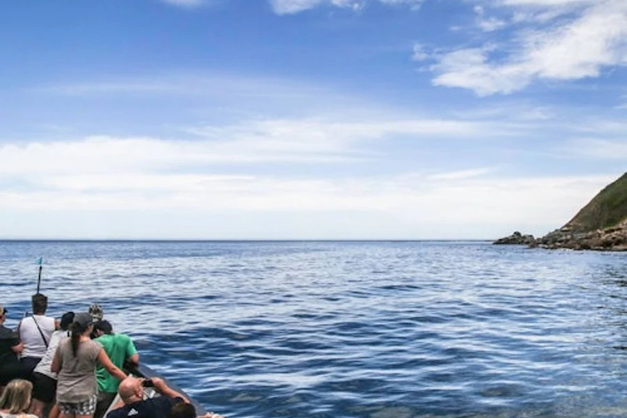 Duiker Island: Seal Sightseeing Cruise, Cape Town