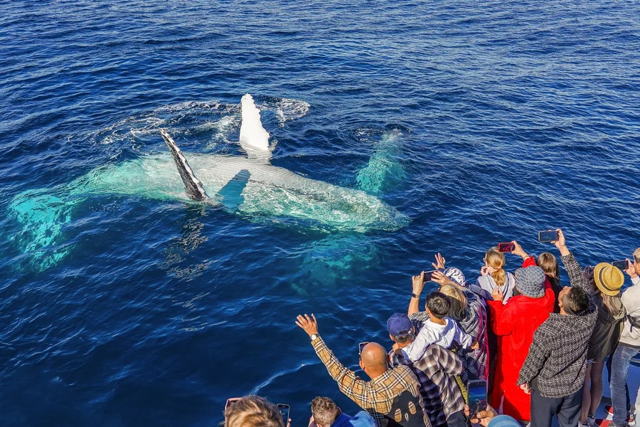 Premium Whale Watching Cruise by SeaWorld, Gold Coast