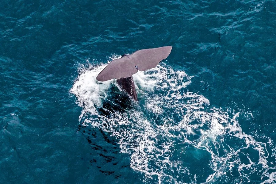 Kaikoura Whale-Watching Flight Experience, Kaikoura