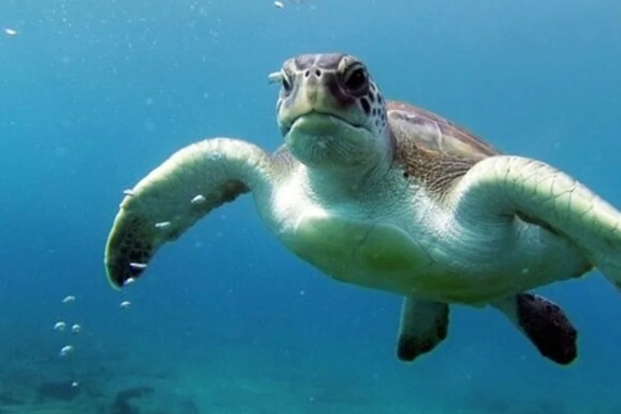 Tenerife: Guided Kayking & Snorkeling Tour, Tenerife