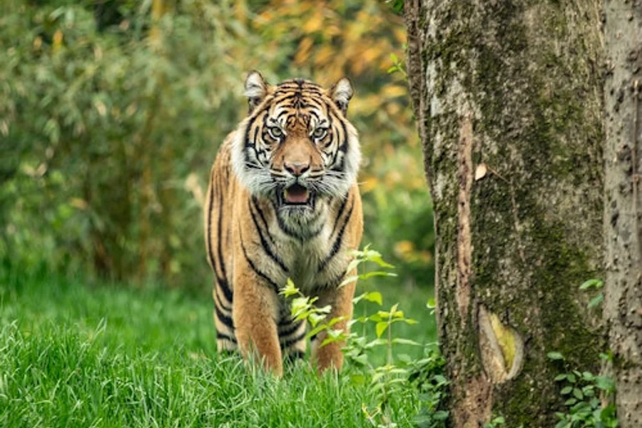 Nashville Zoo at Grassmere: Fast Track Ticket, Nashville