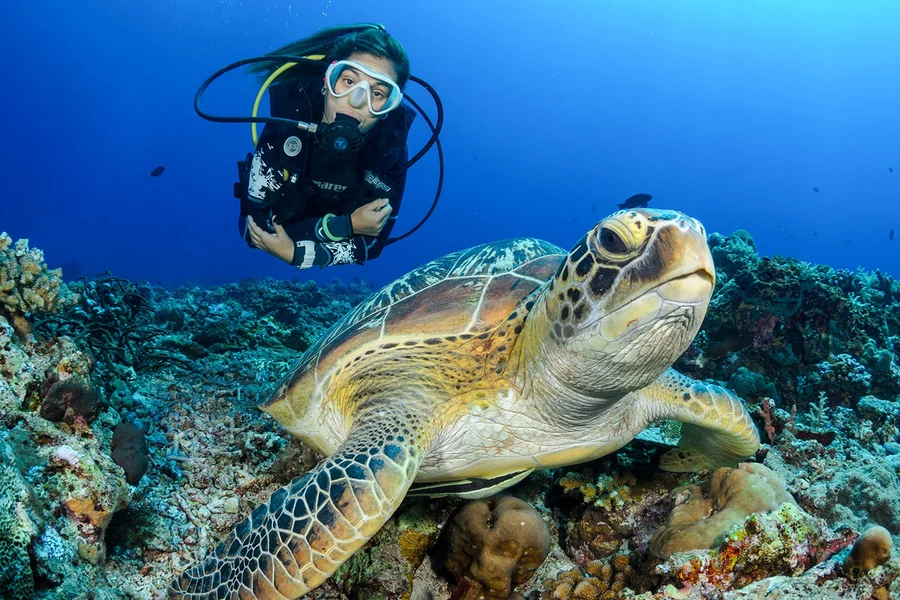 Isla ng Moreton: Paglilibot ng Pagsisid sa Scuba sa Tangalooma, Brisbane