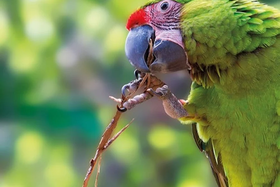 Loro Parque & Siam Park: Entry Ticket + Transfers, Puerto De La Cruz