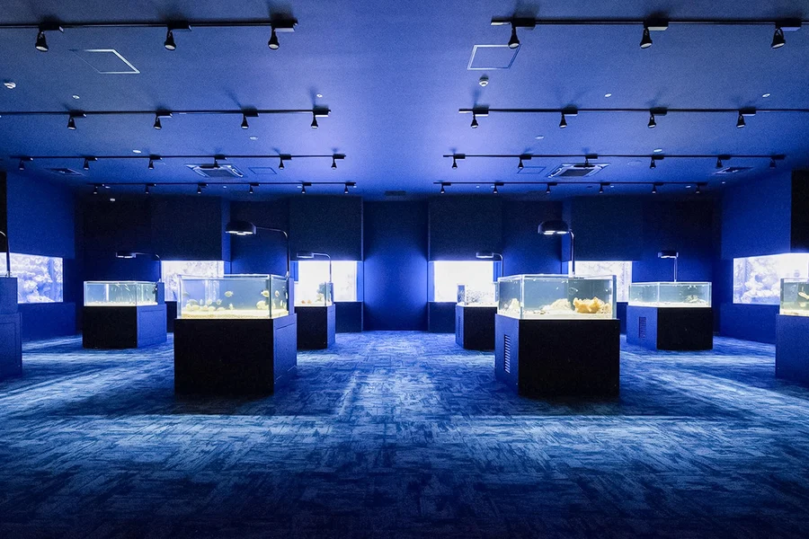 DMM Kariyushi Aquarium Admission Ticket, Okinawa