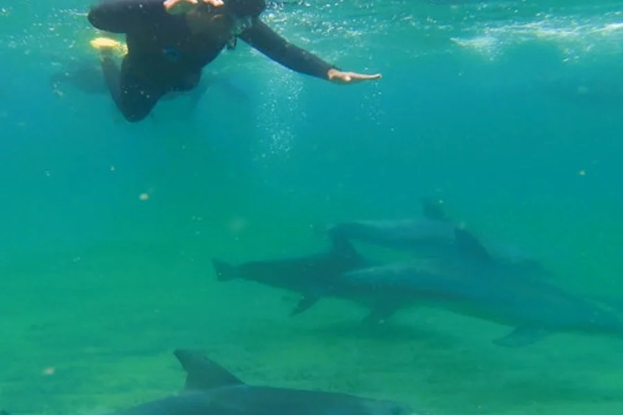 Dolphin Discovery Centre Bunbury: Swimming with Dolphins Tour, at Dolphin Discovery Centre Bunbury, Bunbury