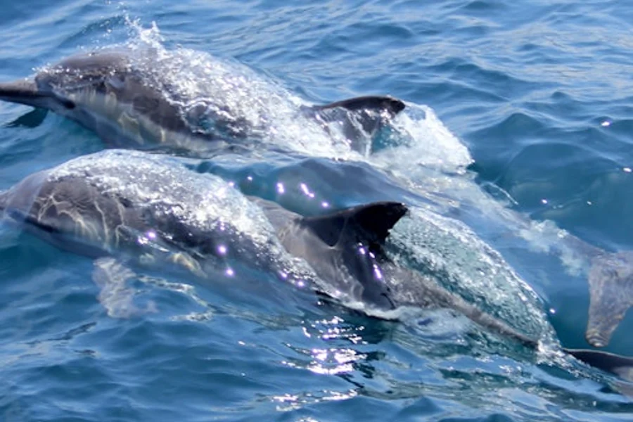 Marsa Alam: Výlet na šnorchlování v Domě delfínů Sataya + oběd, at Hamata Water Activities, Hamata