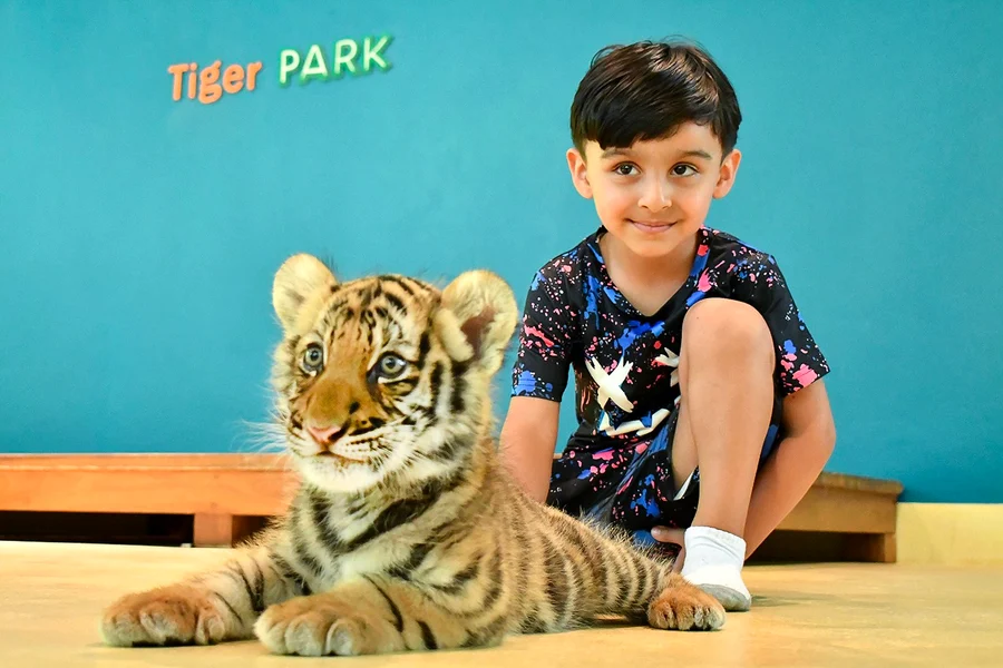 Tiket Taman Harimau dengan Interaksi Harimau, at Tiger Park Phuket, Phuket