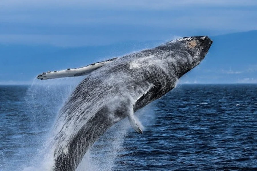 Victoria: Half-Day Guided Whale Watching Tour, Victoria