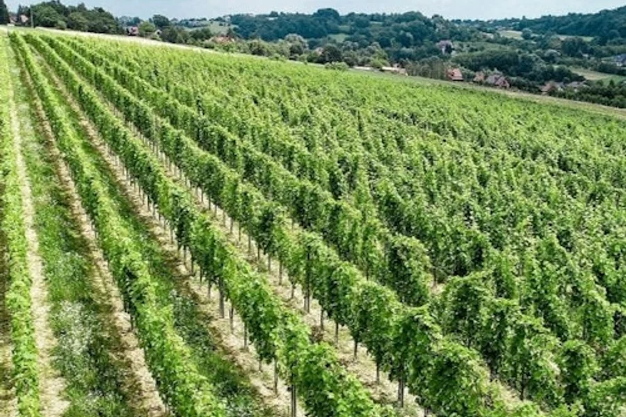 Montalcino: Tour de Viñedo + Cata de Vinos, Krakow