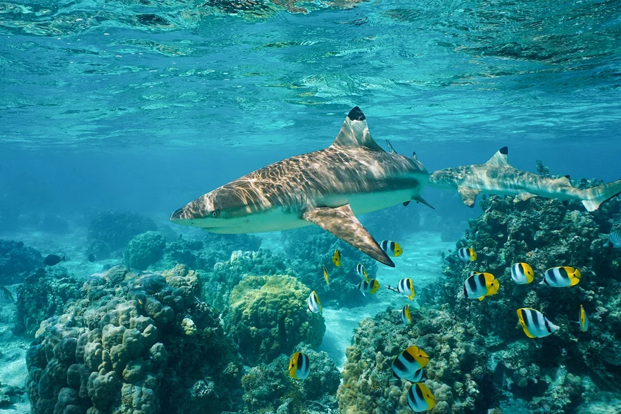 Dari Phi Phi: Tur Maya Bay & Pulau Bamboo dengan Kapal Cepat, at McDonald's PP Island Krabi, Phuket