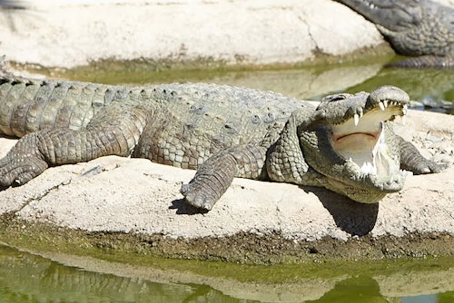 Parque de Cocodrilos Torremolinos: Entrada, Torremolinos