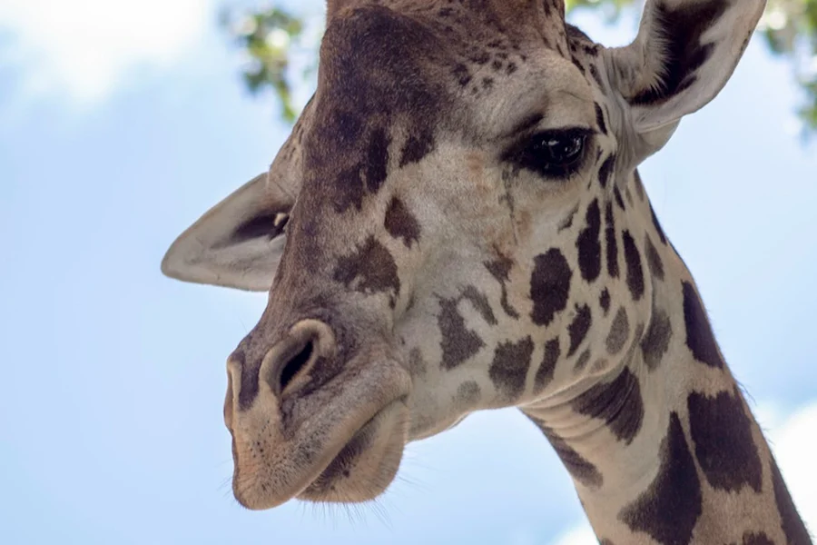 Central Florida Zoo & Botanical Gardens: Skip The Line Ticket, at Central Florida Zoo & Botanical Gardens, Sanford