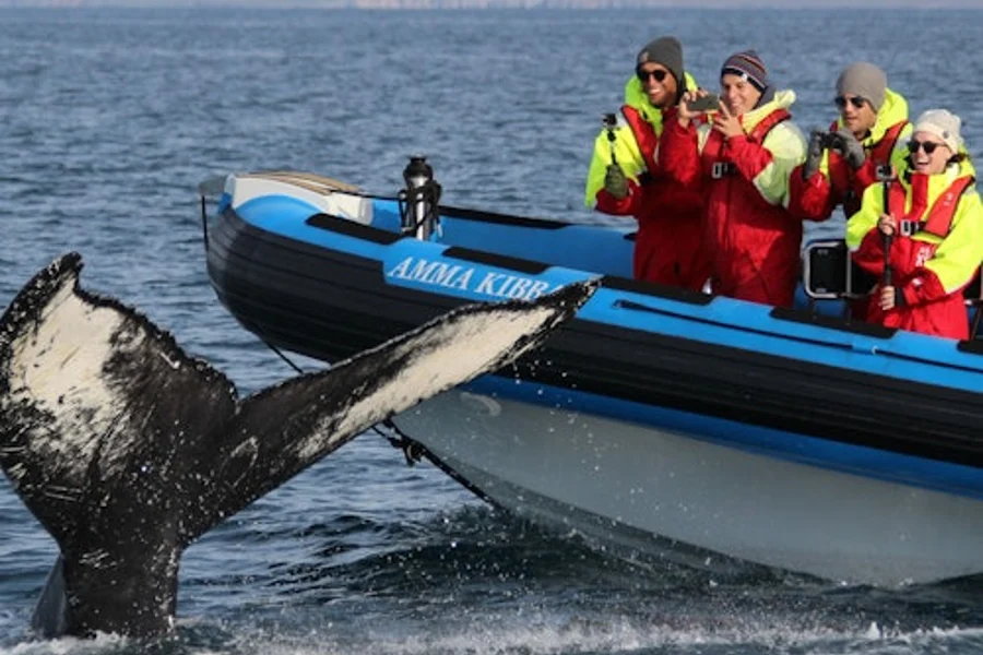 Husavík: Tour de avistamiento de ballenas y frailecillos en lancha rápida, at Husavik Whale Watching, Husavik