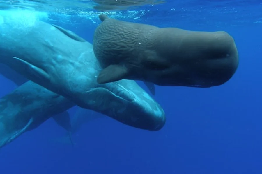 Whale and Dolphin Watching Cruise from Ponta Delgada, Ponta Delgada