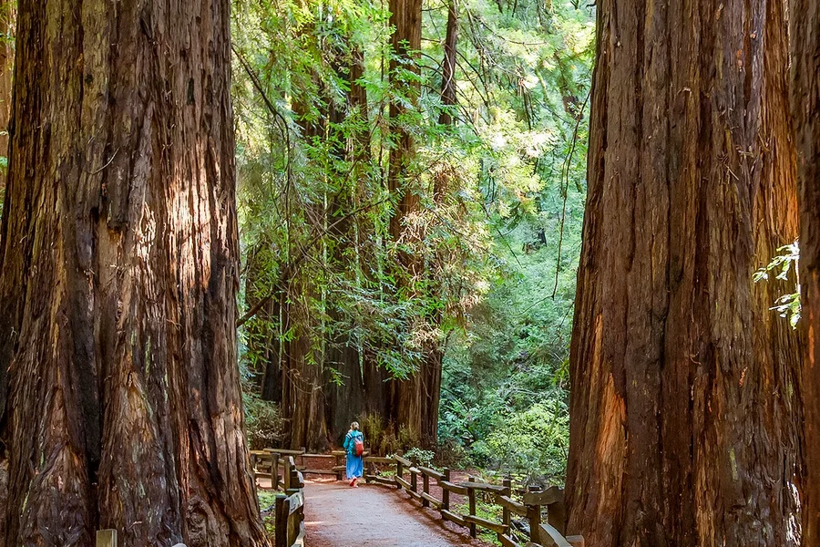 恶魔岛游览与缪尔森林及索萨利托, San Francisco