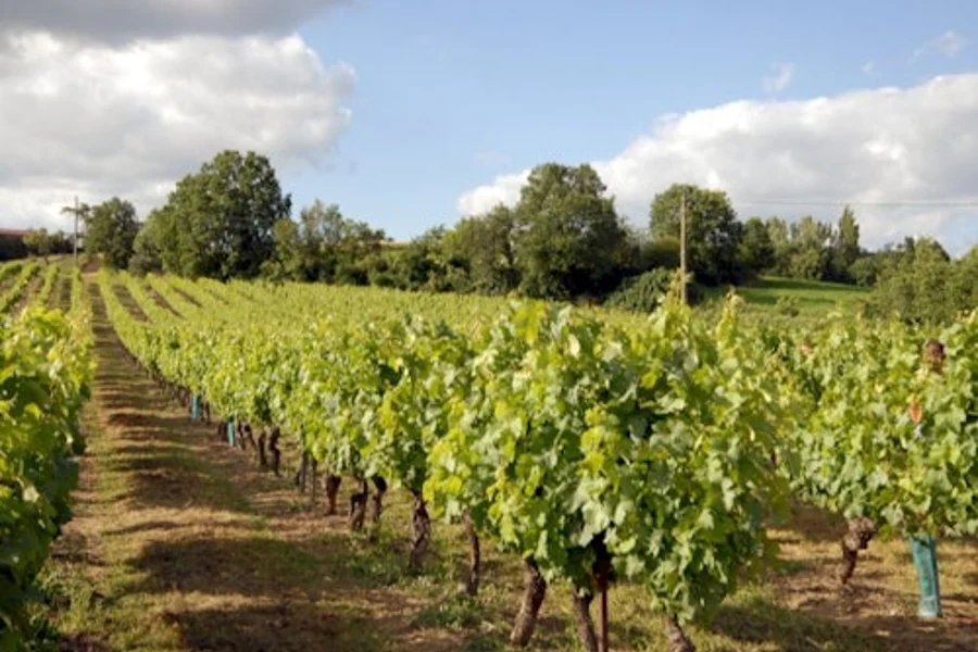 Gaillac: Half-Day Guided Tour from Toulouse + Wine Tasting, Toulouse